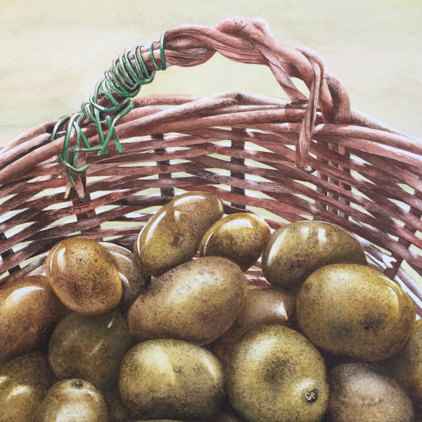 The New Potatoes, 2021. Aquarell, 62 x 42 cm
